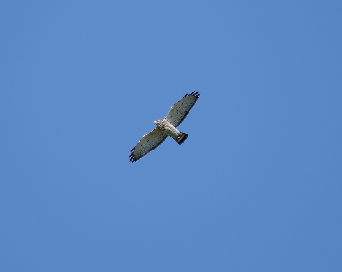 Broad-winged Hawk - ML634788983