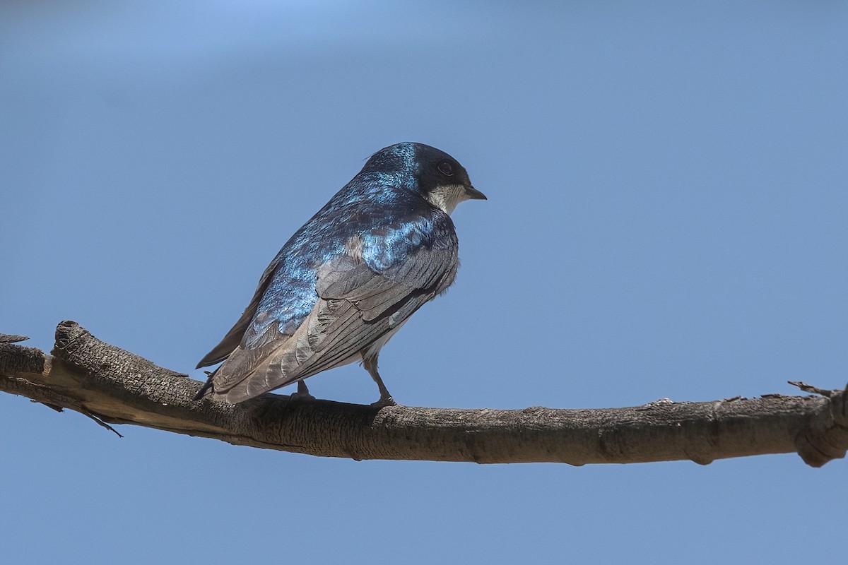 Tree Swallow - ML634789218