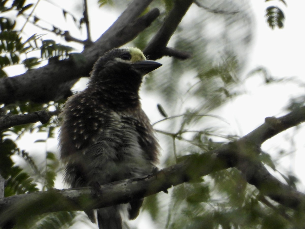 Whyte's Barbet - ML634789324