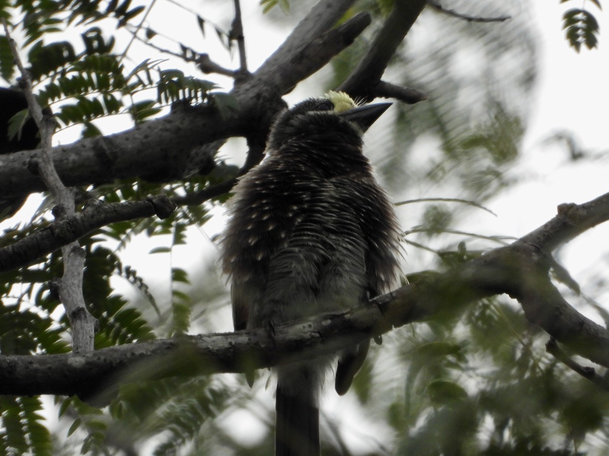 Whyte's Barbet - ML634789325