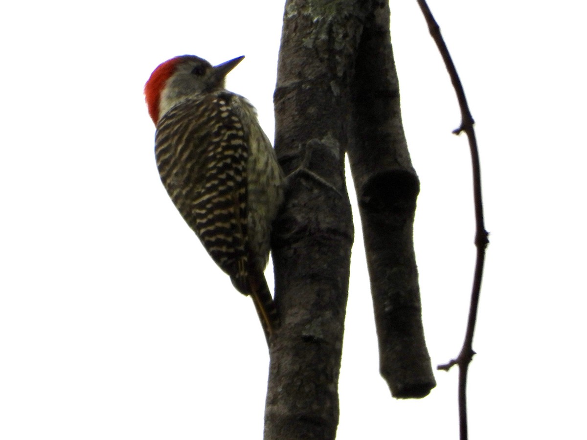 Pic cardinal - ML634789338