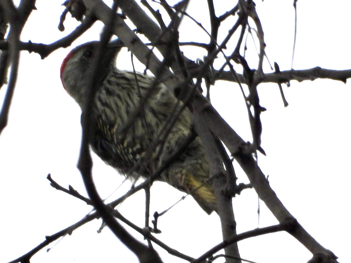 Pic cardinal - ML634789342