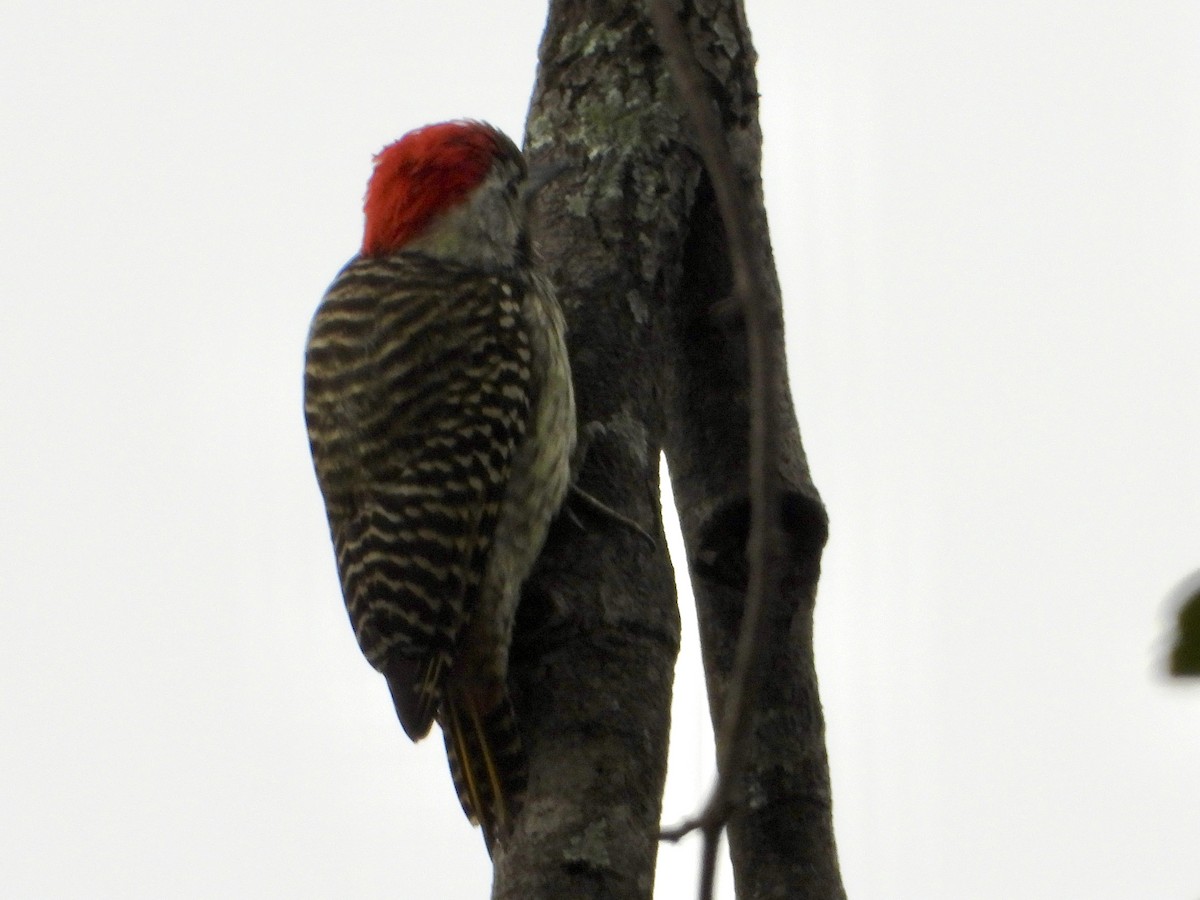 Pic cardinal - ML634789343