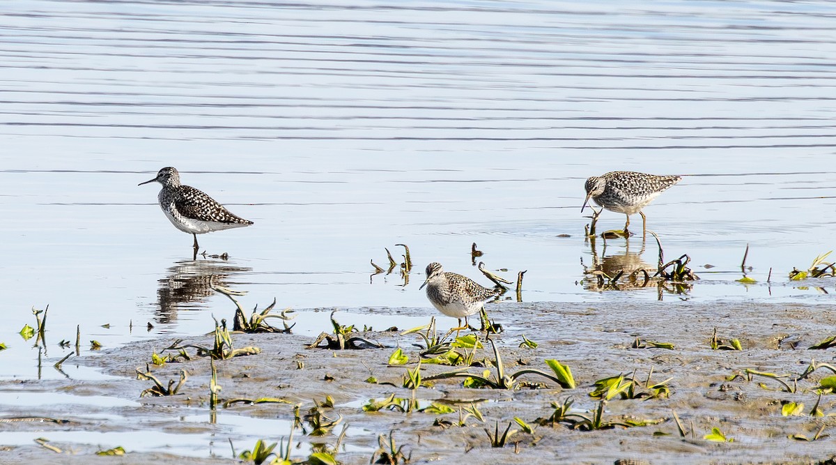 Wood Sandpiper - ML634789377