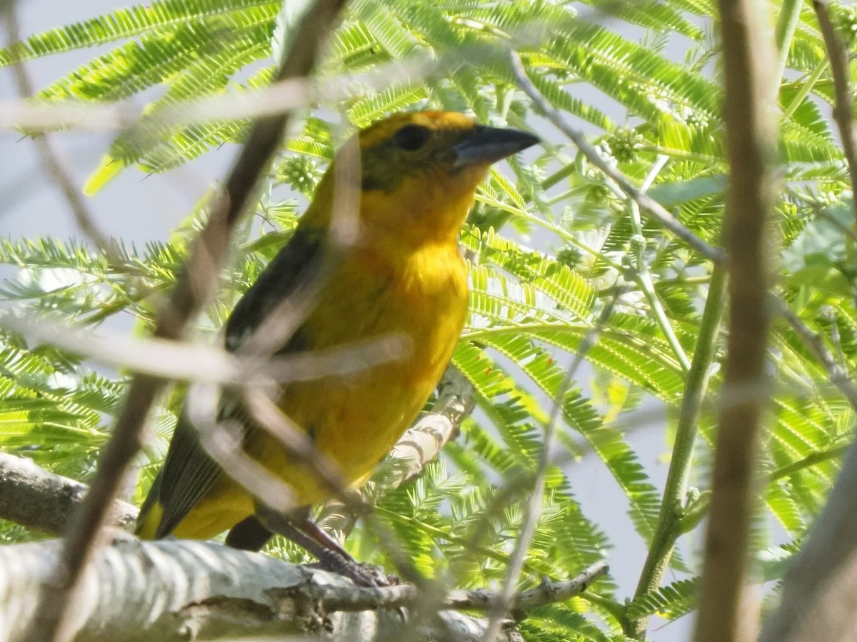 Flame-colored Tanager - ML634789507