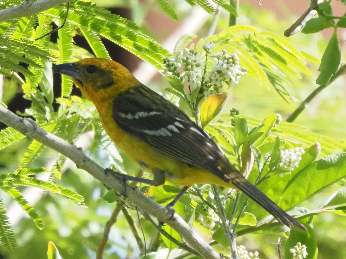 Flame-colored Tanager - ML634789508