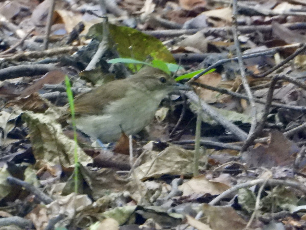 Terrestrial Brownbul - Gary Brent