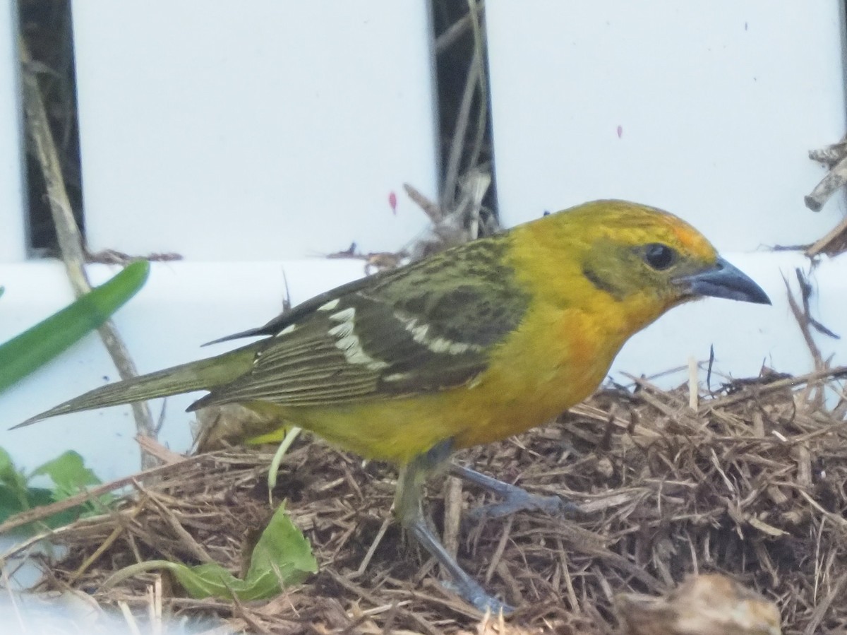 Flame-colored Tanager - ML634789554
