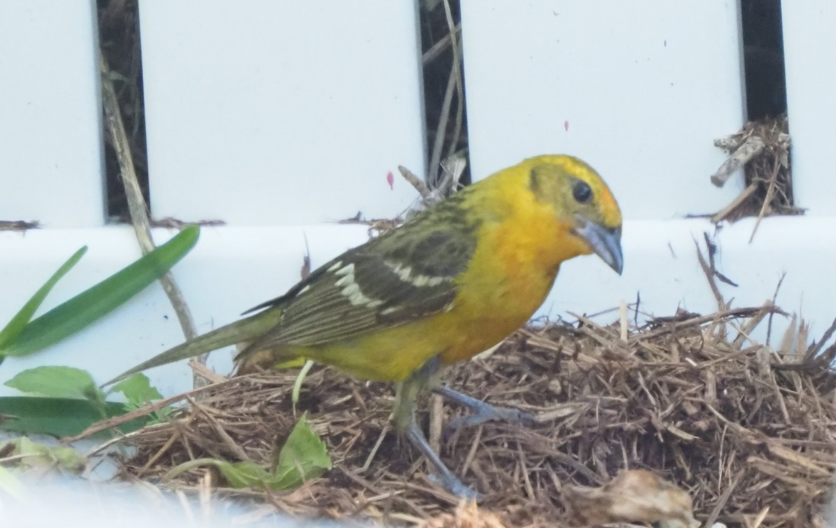Flame-colored Tanager - ML634789555