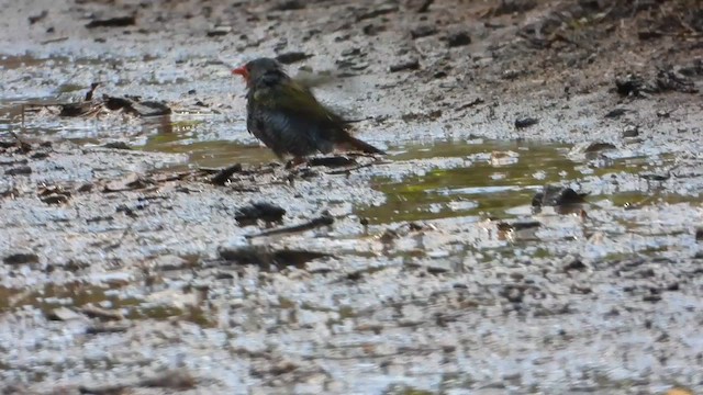 Green-winged Pytilia - ML634789611