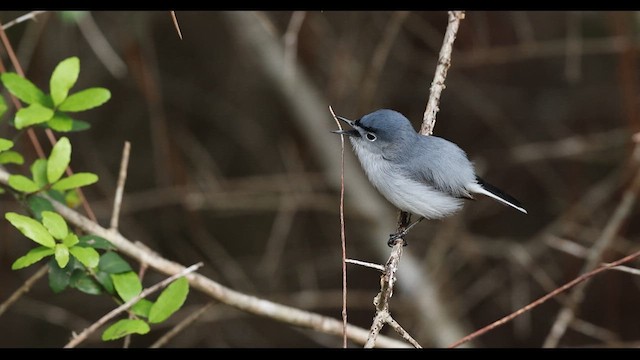 Blue-gray Gnatcatcher - ML634789637