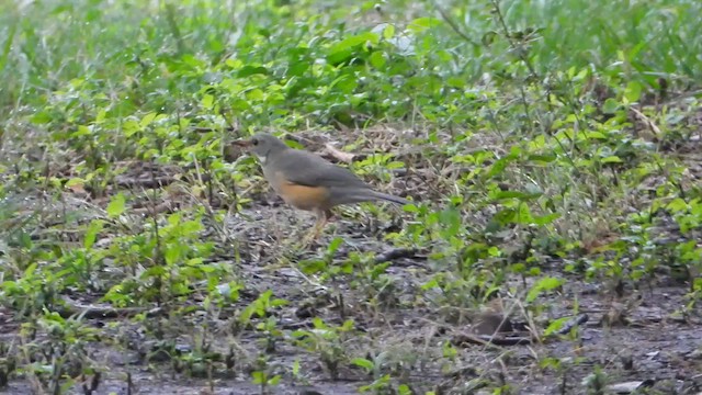 Kurrichane Thrush - ML634789684