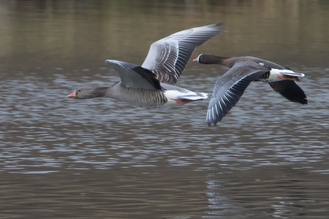 Lesser White-fronted Goose - ML634789763