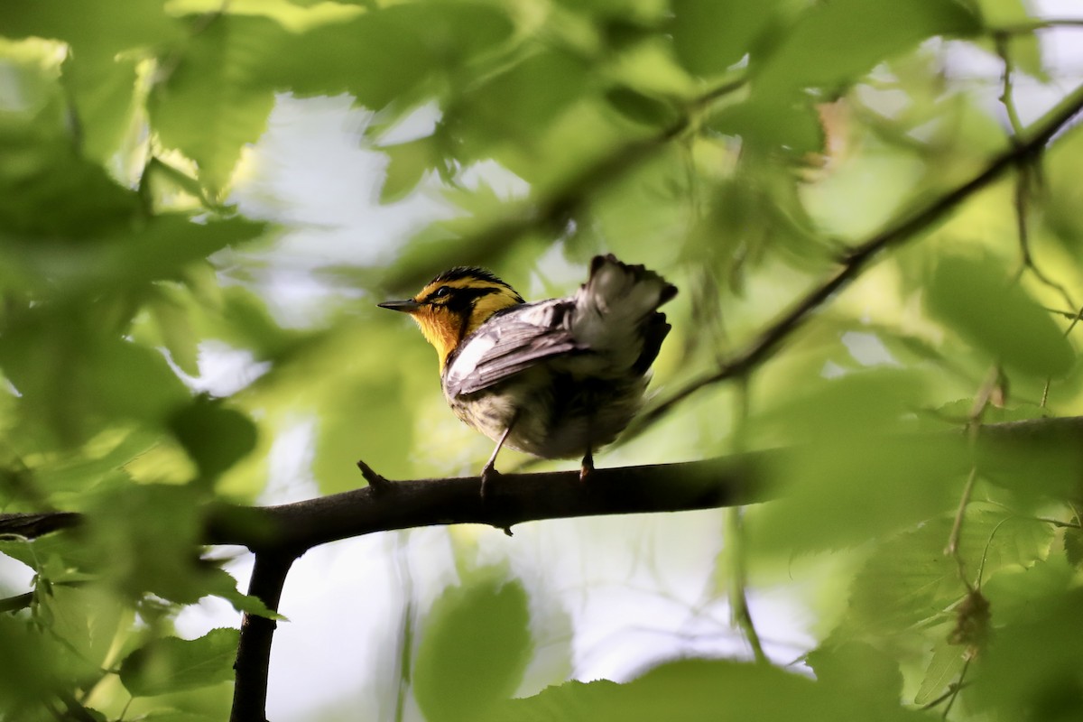 Blackburnian Warbler - ML634789811