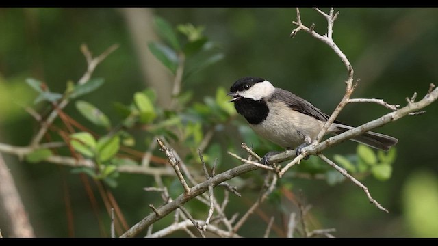Carolina Chickadee - ML634789866