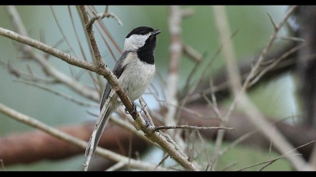 Carolina Chickadee - ML634789871