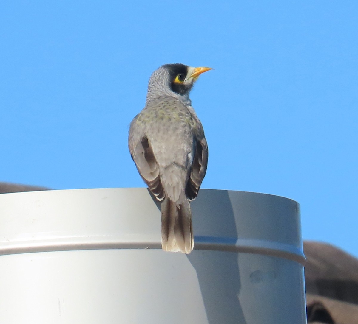 Noisy Miner - ML634790077
