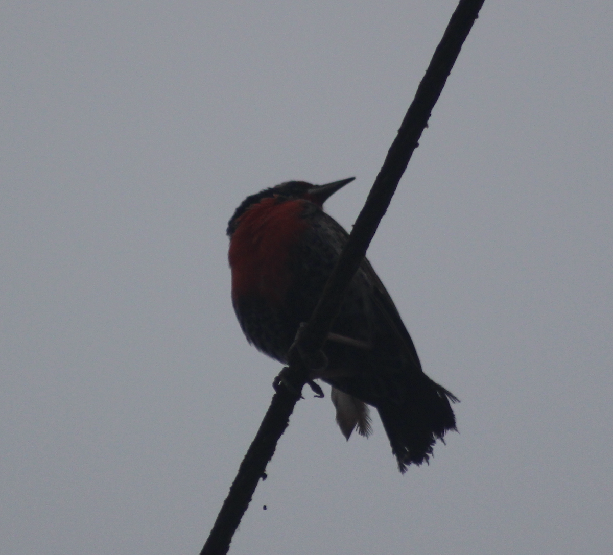 Peruvian Meadowlark - ML634790098