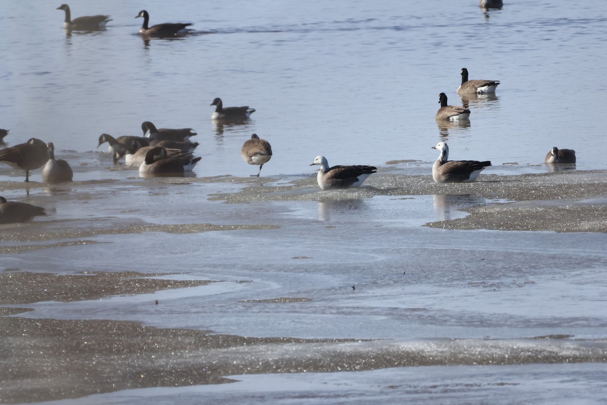 Snow x Canada Goose (hybrid) - ML634790109