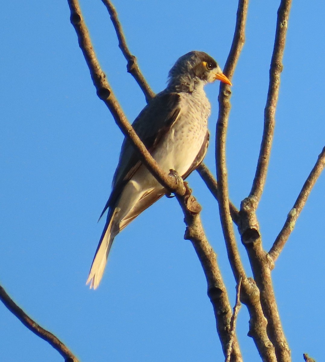Noisy Miner - ML634790133