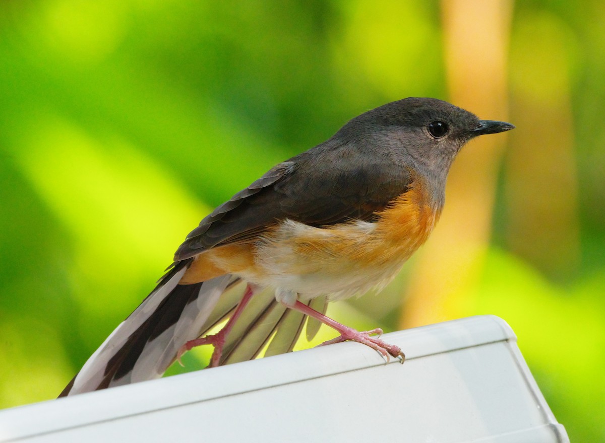 White-rumped Shama - ML634790142