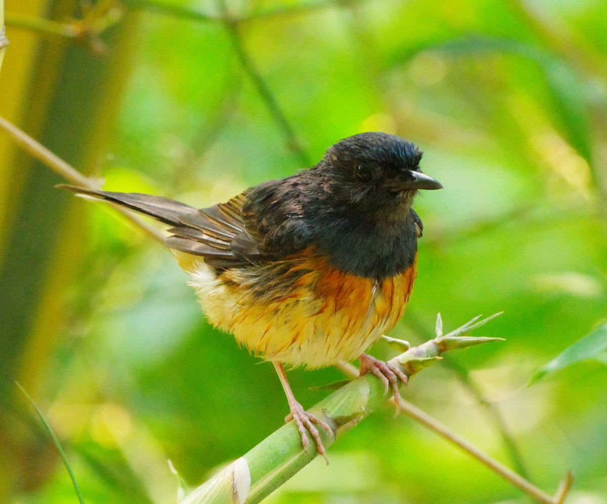 White-rumped Shama - ML634790151