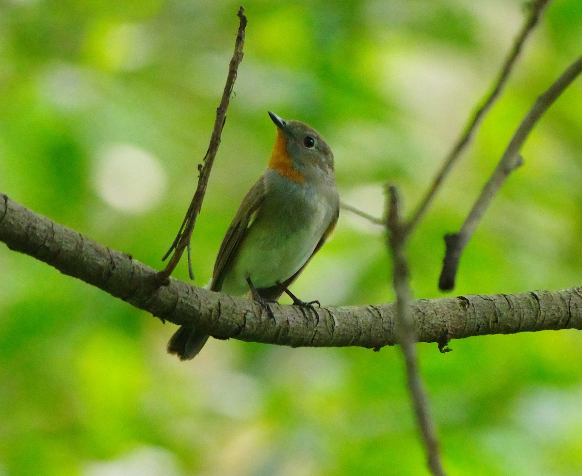 Taiga/Red-breasted Flycatcher - ML634790163
