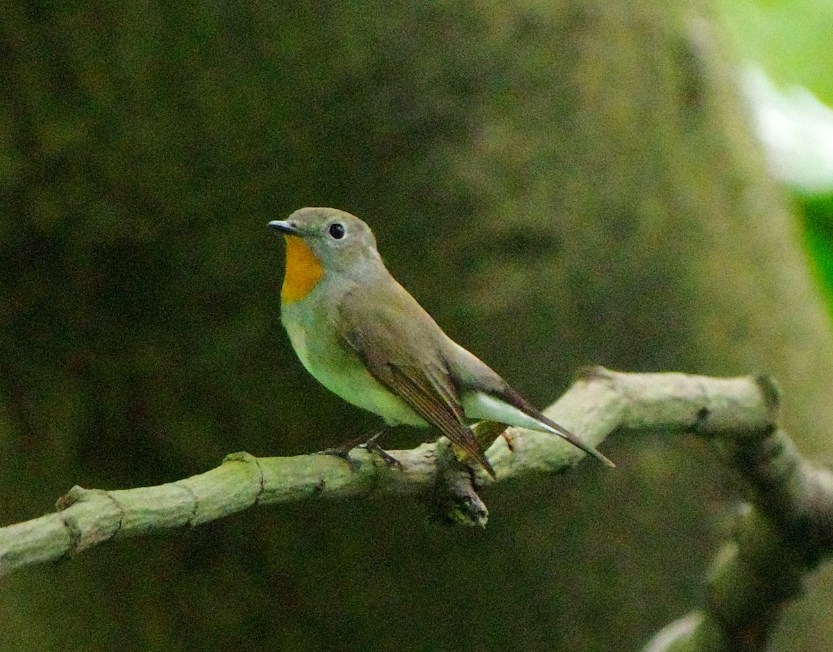 Taiga/Red-breasted Flycatcher - ML634790184