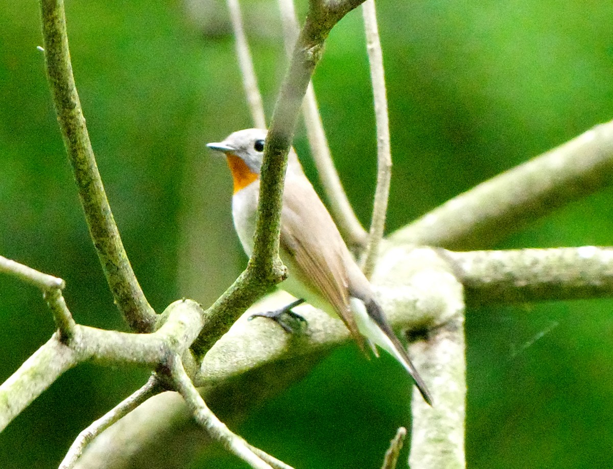 Taiga/Red-breasted Flycatcher - ML634790193