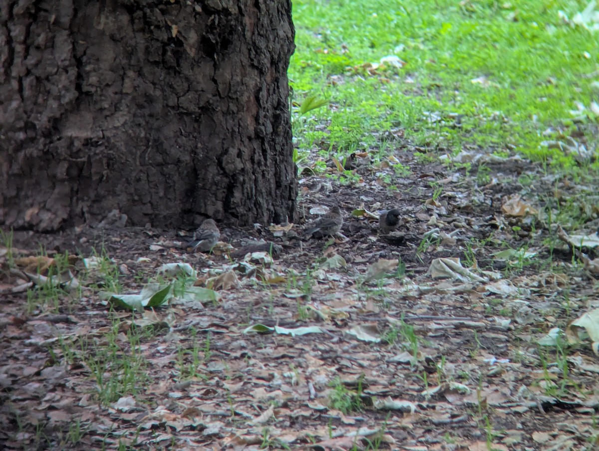 Dark-eyed Junco - ML634790215