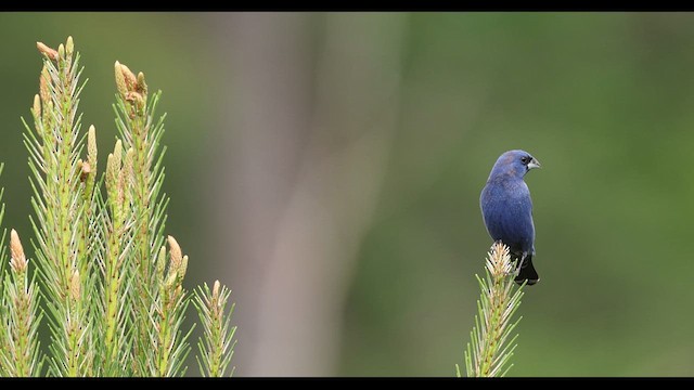 Blue Grosbeak - ML634790375