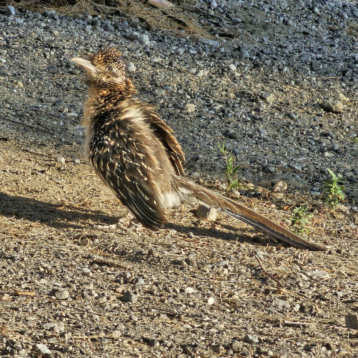 Greater Roadrunner - ML634790422