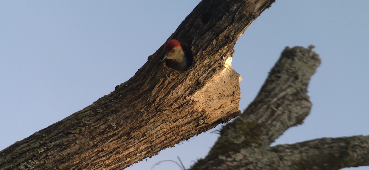 Red-bellied Woodpecker - ML634790798