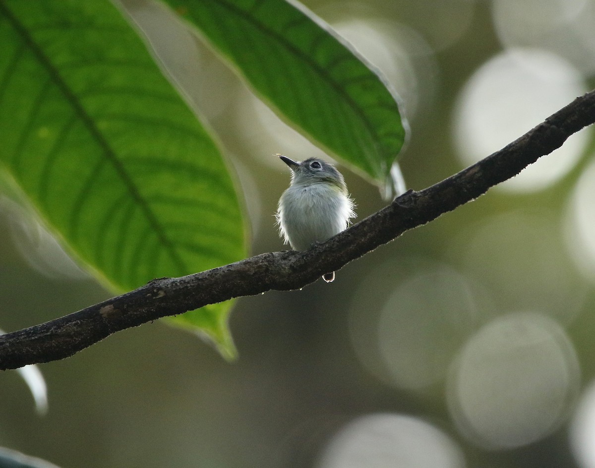 Short-tailed Pygmy-Tyrant - ML634790888