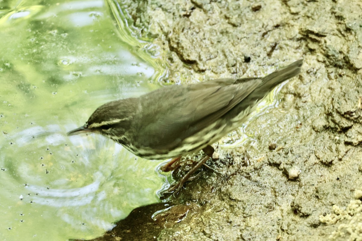 Northern Waterthrush - ML634790920