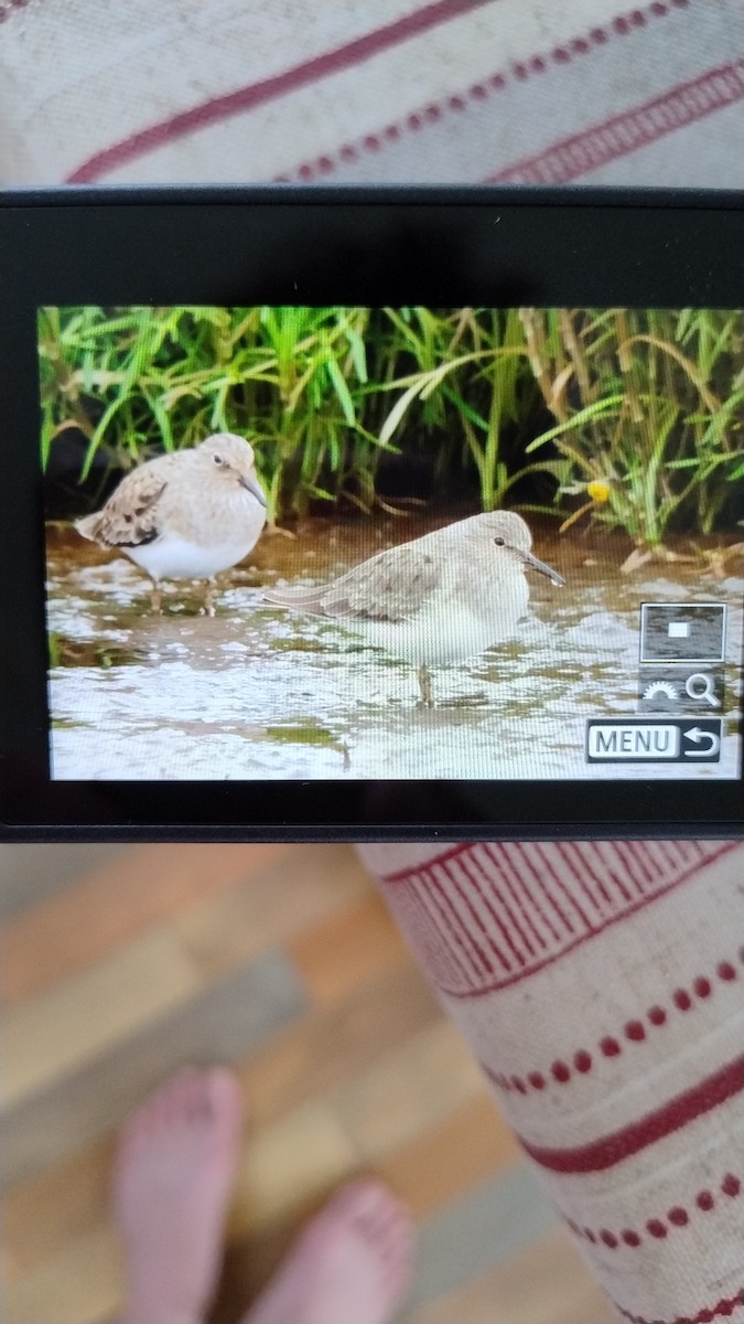 Temminck's Stint - ML634790921