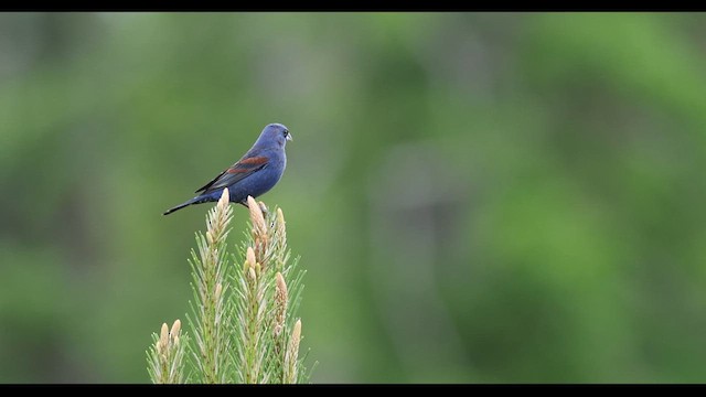 Blue Grosbeak - ML634790973