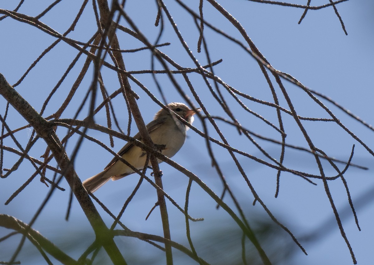 Warbling Vireo - ML634791121