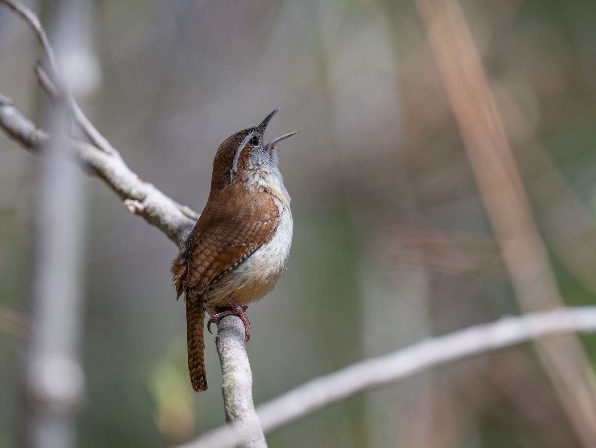 Carolina Wren - ML634791149