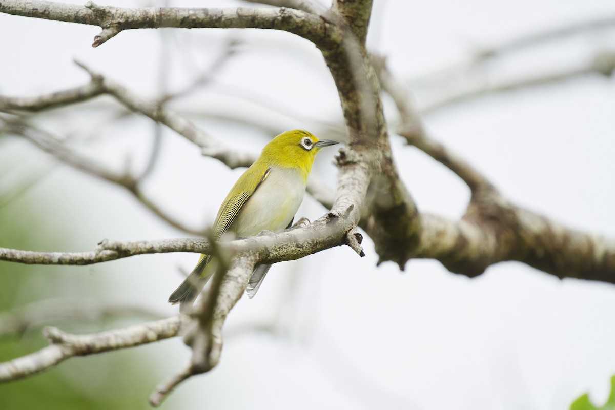 Ashy-bellied White-eye - ML634791258