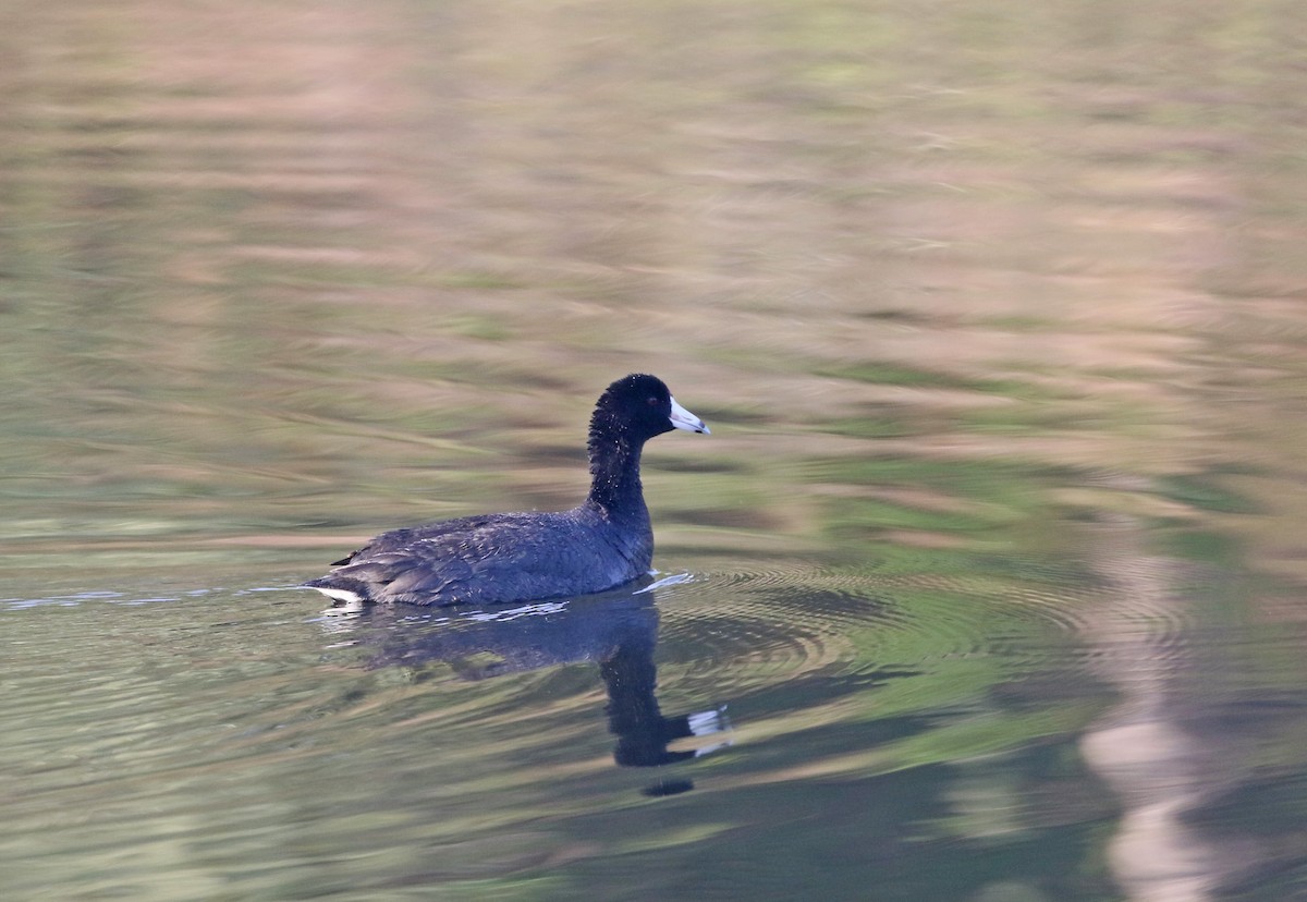 אגמית אמריקנית - ML634791313