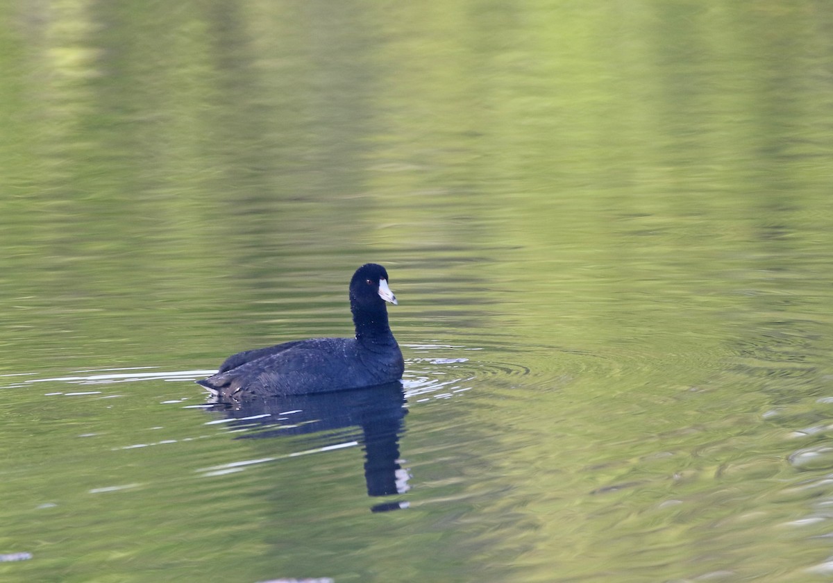 אגמית אמריקנית - ML634791314