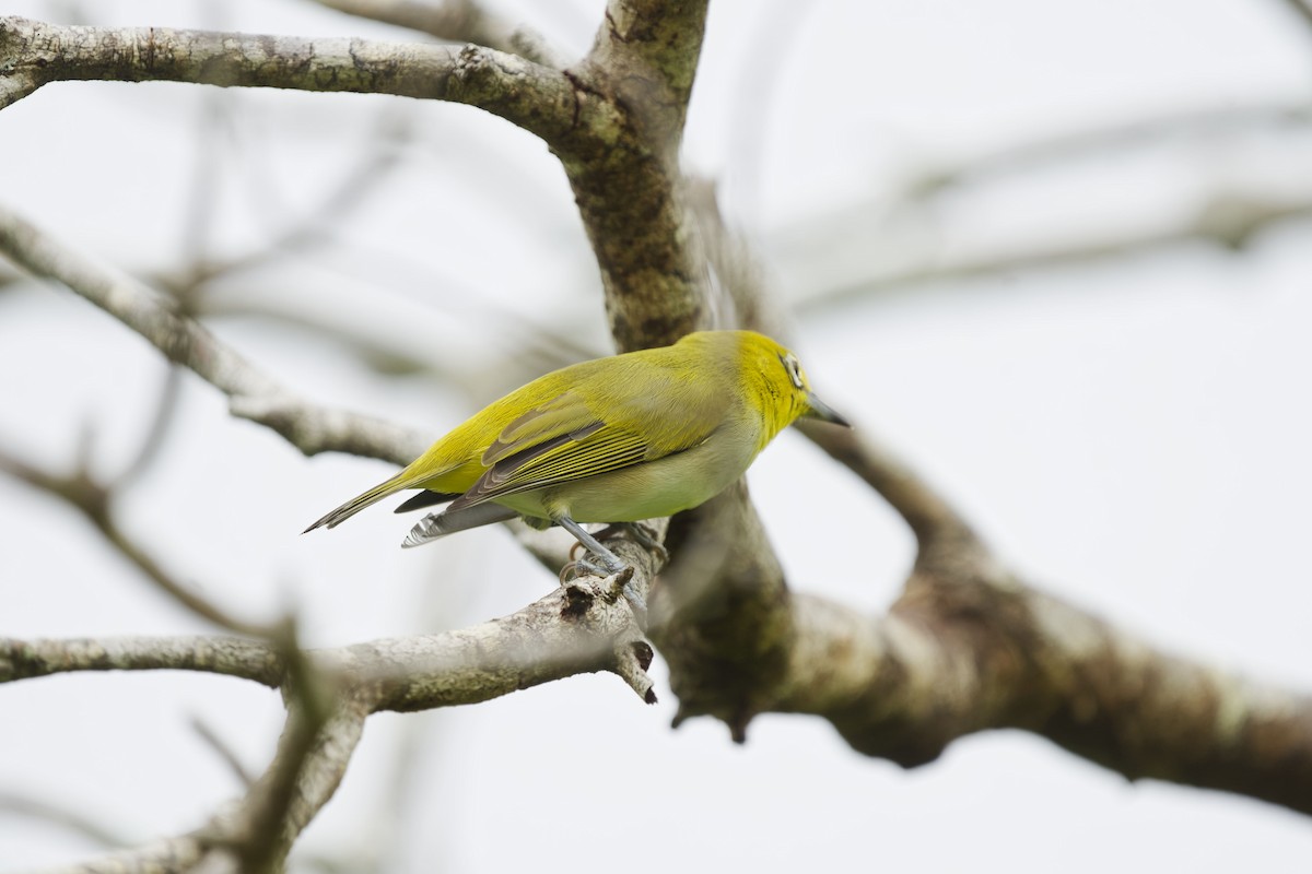 Ashy-bellied White-eye - ML634791324