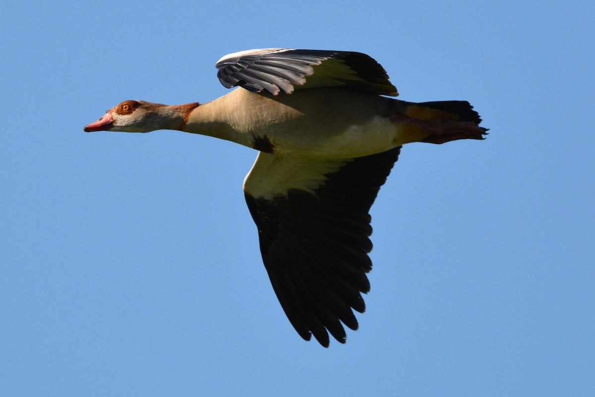 Egyptian Goose - ML634791356