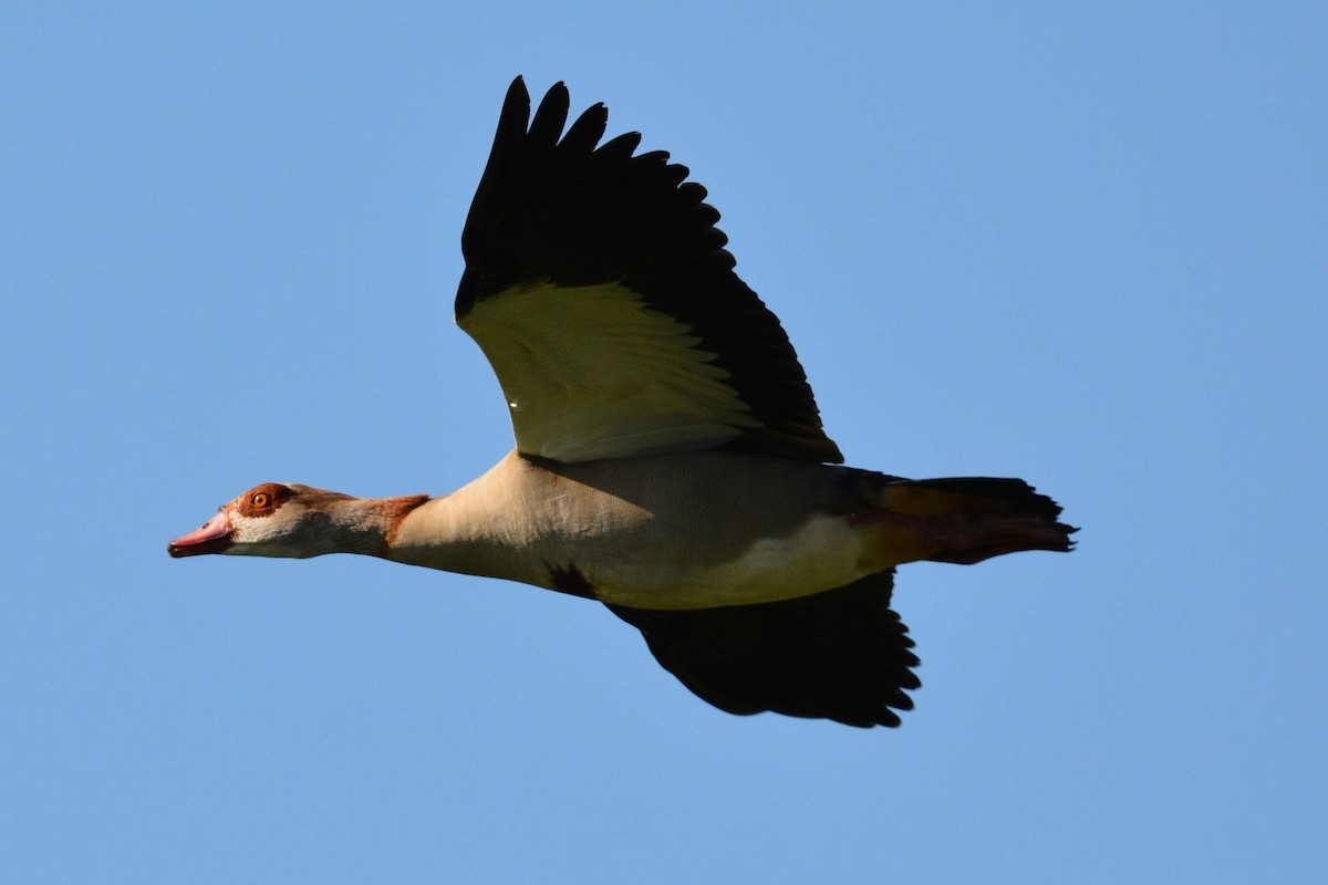 Egyptian Goose - ML634791366