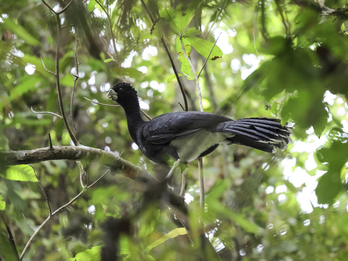 Blue-billed Curassow - ML634791453