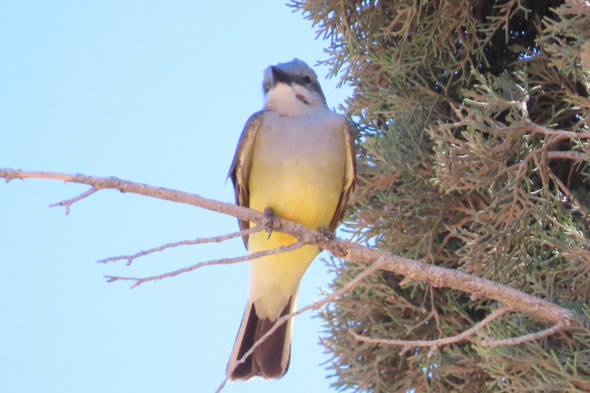 Western Kingbird - ML634791519
