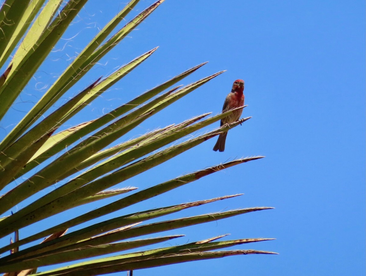 House Finch - ML634791556