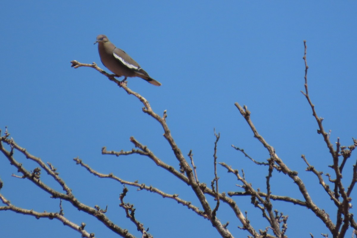 White-winged Dove - ML634791582