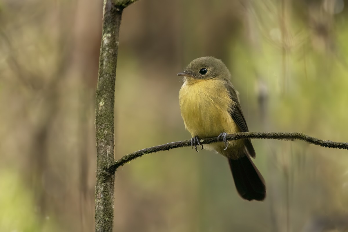 Black-tailed Flycatcher - ML634791641